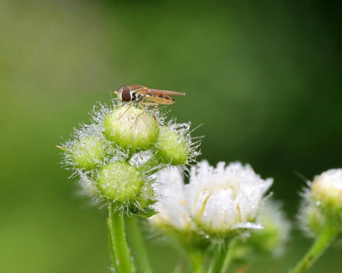 Margined Calligrapher - Toxomerus marginatus Habitat: Garden<br />
<figure class="photo"><a href="https://www.jungledragon.com/image/130348/margined_calligrapher_-_toxomerus_marginatus.html" title="Margined Calligrapher - Toxomerus marginatus"><img src="https://s3.amazonaws.com/media.jungledragon.com/images/3232/130348_thumb.jpg?AWSAccessKeyId=05GMT0V3GWVNE7GGM1R2&Expires=1767225610&Signature=z5TgCdUPsicjp%2BVK6JpaEq0OzfQ%3D" width="200" height="160" alt="Margined Calligrapher - Toxomerus marginatus Habitat: Garden<br />
https://www.jungledragon.com/image/130347/margined_calligrapher_-_toxomerus_marginatus.html Geotagged,Margined Calligrapher,Summer,Toxomerus marginatus,United States" /></a></figure> Geotagged,Margined Calligrapher,Summer,Toxomerus,Toxomerus marginatus,United States,fly,hoverfly,syrphid