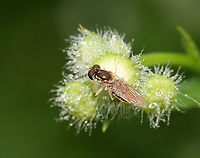 Margined Calligrapher - Toxomerus marginatus Habitat: Garden<br />
https://www.jungledragon.com/image/130347/margined_calligrapher_-_toxomerus_marginatus.html Geotagged,Margined Calligrapher,Summer,Toxomerus marginatus,United States