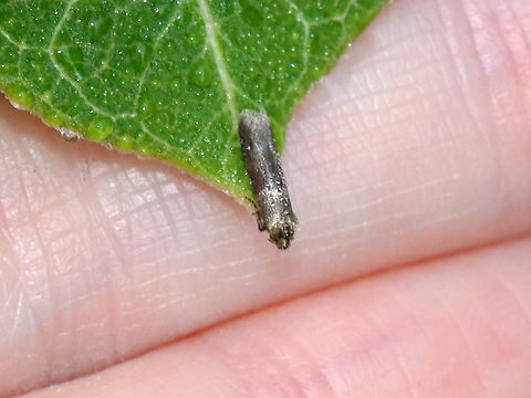 Moth - Family Blastobasidae, Pigritia sp. Habitat: Garden Blastobasidae,Geotagged,Pigritia,Summer,United States,moth