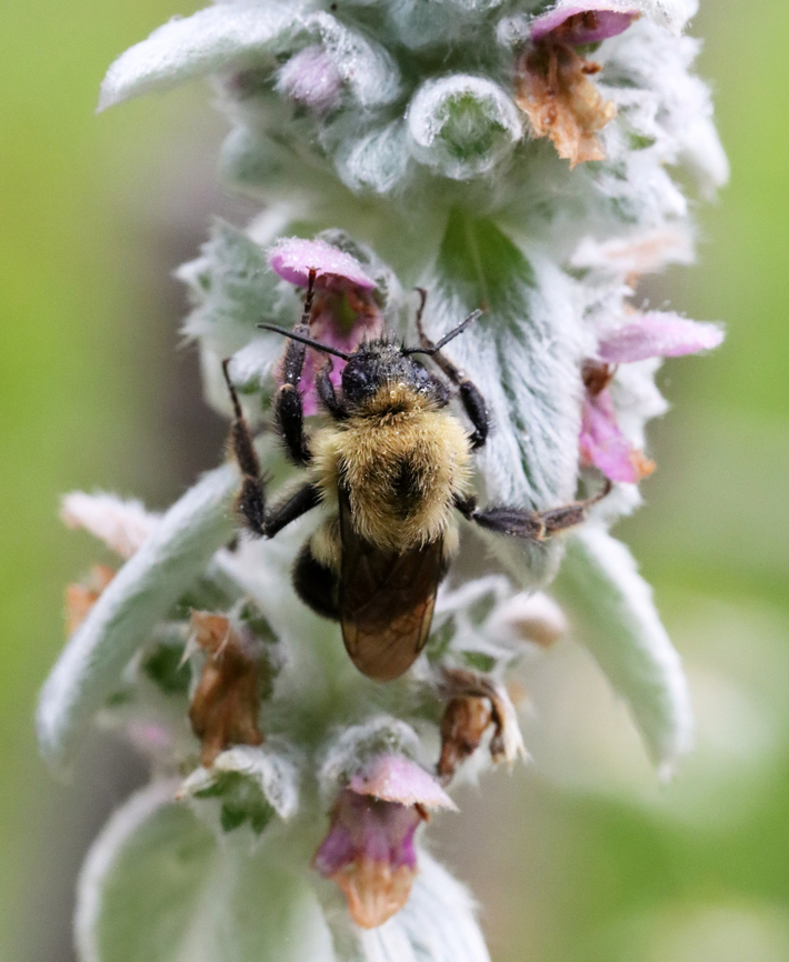 Common Eastern Bumblebee - Bombus impatiens Habitat: Garden<br />
<figure class="photo"><a href="https://www.jungledragon.com/image/130351/common_eastern_bumblebee_-_bombus_impatiens.html" title="Common Eastern Bumblebee - Bombus impatiens"><img src="https://s3.amazonaws.com/media.jungledragon.com/images/3232/130351_thumb.jpg?AWSAccessKeyId=05GMT0V3GWVNE7GGM1R2&Expires=1769040010&Signature=se7m31Yo6ztQf%2F9C0M%2ByY8DHvWY%3D" width="200" height="146" alt="Common Eastern Bumblebee - Bombus impatiens Habitat: Garden<br />
https://www.jungledragon.com/image/130350/common_eastern_bumblebee_-_bombus_impatiens.html Bombus impatiens,Common eastern bumble bee,Geotagged,Summer,United States" /></a></figure> Bombus,Bombus impatiens,Common eastern bumble bee,Geotagged,Summer,United States,bee,bumblebee