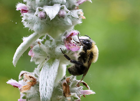 Common Eastern Bumblebee - Bombus impatiens Habitat: Garden
https://www.jungledragon.com/image/130350/common_eastern_bumblebee_-_bombus_impatiens.html Bombus impatiens,Common eastern bumble bee,Geotagged,Summer,United States