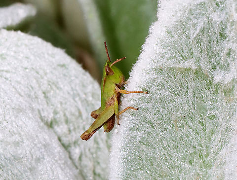 Short-winged Green Grasshopper - Dichromorpha viridis Habitat: Garden Dichromorpha,Dichromorpha viridis,Geotagged,Short-winged Green Grasshopper,Summer,United States,grasshopper,orthoptera