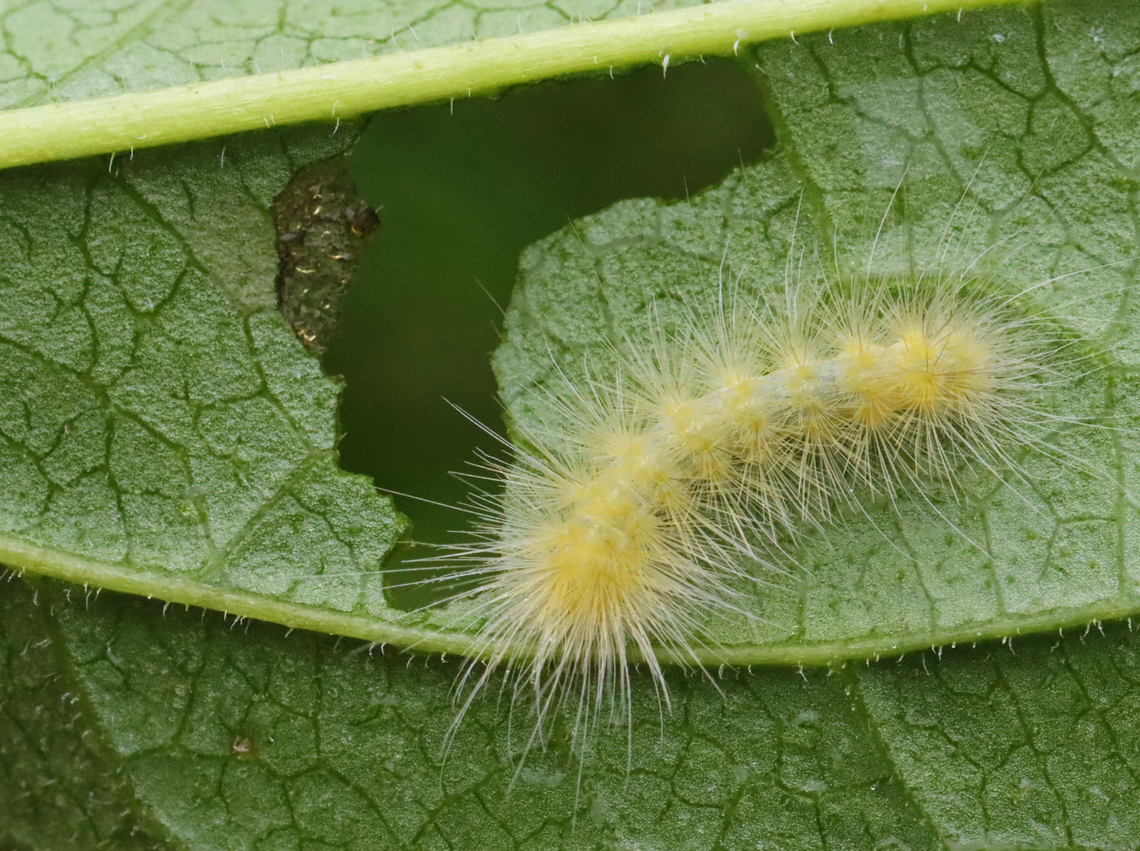 Virginia Tiger Moth Caterpillar - Spilosoma virginica Habitat: Garden<br />
<figure class="photo"><a href="https://www.jungledragon.com/image/130355/virginia_tiger_moth_caterpillar_-_spilosoma_virginica.html" title="Virginia Tiger Moth Caterpillar - Spilosoma virginica"><img src="https://s3.amazonaws.com/media.jungledragon.com/images/3232/130355_thumb.jpg?AWSAccessKeyId=05GMT0V3GWVNE7GGM1R2&Expires=1767225610&Signature=0WG4az47J1Q51C0eIVNsTkISAH8%3D" width="200" height="160" alt="Virginia Tiger Moth Caterpillar - Spilosoma virginica Habitat: Garden<br />
https://www.jungledragon.com/image/130354/virginia_tiger_moth_caterpillar_-_spilosoma_virginica.html Geotagged,Spilosoma virginica,Summer,United States,Virginia tiger moth" /></a></figure> Geotagged,Spilosoma,Spilosoma virginica,Summer,United States,Virginia tiger moth,caterpillar