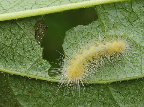 Virginia Tiger Moth Caterpillar - Spilosoma virginica Habitat: Garden
https://www.jungledragon.com/image/130355/virginia_tiger_moth_caterpillar_-_spilosoma_virginica.html Geotagged,Spilosoma,Spilosoma virginica,Summer,United States,Virginia tiger moth,caterpillar