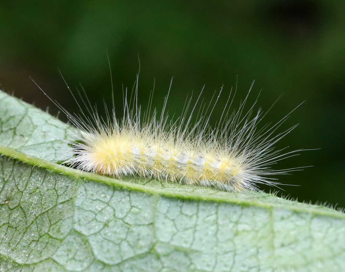 Virginia Tiger Moth Caterpillar - Spilosoma virginica Habitat: Garden<br />
<figure class="photo"><a href="https://www.jungledragon.com/image/130354/virginia_tiger_moth_caterpillar_-_spilosoma_virginica.html" title="Virginia Tiger Moth Caterpillar - Spilosoma virginica"><img src="https://s3.amazonaws.com/media.jungledragon.com/images/3232/130354_thumb.jpg?AWSAccessKeyId=05GMT0V3GWVNE7GGM1R2&Expires=1767225610&Signature=Y54lxZqoh6HdWQHPl2gIFJjo9pk%3D" width="200" height="150" alt="Virginia Tiger Moth Caterpillar - Spilosoma virginica Habitat: Garden<br />
https://www.jungledragon.com/image/130355/virginia_tiger_moth_caterpillar_-_spilosoma_virginica.html Geotagged,Spilosoma,Spilosoma virginica,Summer,United States,Virginia tiger moth,caterpillar" /></a></figure> Geotagged,Spilosoma virginica,Summer,United States,Virginia tiger moth