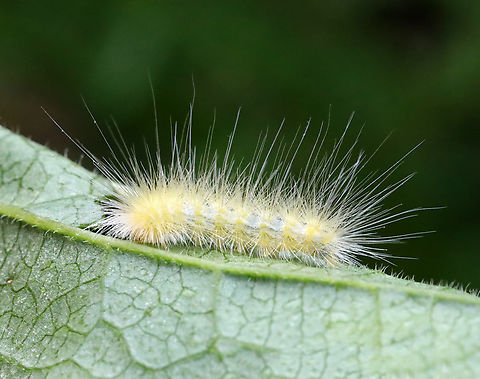 Virginia Tiger Moth Caterpillar - Spilosoma virginica Habitat: Garden
https://www.jungledragon.com/image/130354/virginia_tiger_moth_caterpillar_-_spilosoma_virginica.html Geotagged,Spilosoma virginica,Summer,United States,Virginia tiger moth