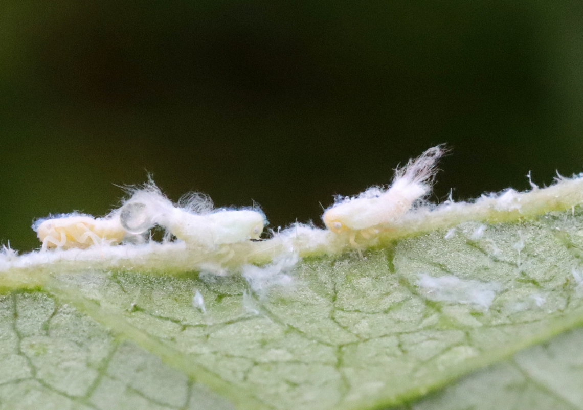 Woolly Aphids - Subfamily Eriosomatinae These cuties were approximately 3-5mm in length. They cover themselves with waxy filaments, which give them a fluffy appearance, hence their common name. The waxy filaments serve two purposes - to deter predators and reduce friction.<br />
<br />
Woolly aphids are plant pests. As they feed, they inject saliva into their host plant which helps them digest the sap. This predigested sap is then sucked up by the aphid. They will feed on leaves, buds, twigs, and bark and can cause curled leaves, yellowed foliage, and poor plant growth. In addition, they secrete a sticky waste product called honeydew. A coating of honeydew can often be found on and beneath infested trees. As a result, sooty mold fungus will sometimes grow on the honeydew. <br />
<br />
Habitat: Garden<br />
<figure class="photo"><a href="https://www.jungledragon.com/image/130400/woolly_aphids_-_subfamily_eriosomatinae.html" title="Woolly Aphids - Subfamily Eriosomatinae"><img src="https://s3.amazonaws.com/media.jungledragon.com/images/3232/130400_thumb.jpg?AWSAccessKeyId=05GMT0V3GWVNE7GGM1R2&Expires=1759968010&Signature=XmnN5TOw5NAQ9j7%2FOfzNXQeRE04%3D" width="200" height="142" alt="Woolly Aphids - Subfamily Eriosomatinae These cuties were approximately 3-5mm in length. They cover themselves with waxy filaments, which give them a fluffy appearance, hence their common name. The waxy filaments serve two purposes - to deter predators and reduce friction. <br />
<br />
Woolly aphids are plant pests. As they feed, they inject saliva into their host plant which helps them digest the sap. This predigested sap is then sucked up by the aphid. They will feed on leaves, buds, twigs, and bark and can cause curled leaves, yellowed foliage, and poor plant growth. In addition, they secrete a sticky waste product called honeydew. A coating of honeydew can often be found on and beneath infested trees. As a result, sooty mold fungus will sometimes grow on the honeydew. The aphid on the right in this photo has a bubble of honeydew coming out of its rear.<br />
<br />
Habitat: Garden<br />
https://www.jungledragon.com/image/130399/woolly_aphids_-_subfamily_eriosomatinae.html Eriosomatinae,Geotagged,Summer,United States,aphids,woolly aphids" /></a></figure> Geotagged,Summer,United States,aphids,woolly aphids