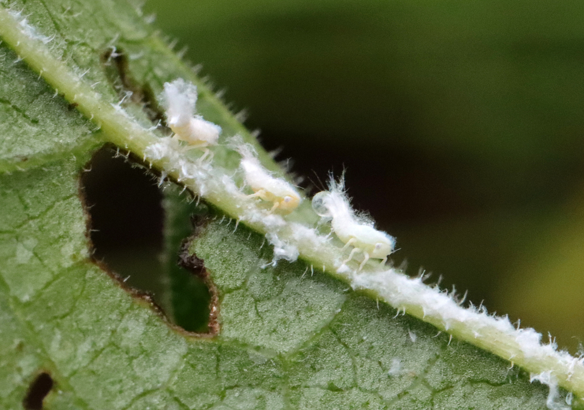 Woolly Aphids - Subfamily Eriosomatinae These cuties were approximately 3-5mm in length. They cover themselves with waxy filaments, which give them a fluffy appearance, hence their common name. The waxy filaments serve two purposes - to deter predators and reduce friction. <br />
<br />
Woolly aphids are plant pests. As they feed, they inject saliva into their host plant which helps them digest the sap. This predigested sap is then sucked up by the aphid. They will feed on leaves, buds, twigs, and bark and can cause curled leaves, yellowed foliage, and poor plant growth. In addition, they secrete a sticky waste product called honeydew. A coating of honeydew can often be found on and beneath infested trees. As a result, sooty mold fungus will sometimes grow on the honeydew. The aphid on the right in this photo has a bubble of honeydew coming out of its rear.<br />
<br />
Habitat: Garden<br />
<figure class="photo"><a href="https://www.jungledragon.com/image/130399/woolly_aphids_-_subfamily_eriosomatinae.html" title="Woolly Aphids - Subfamily Eriosomatinae"><img src="https://s3.amazonaws.com/media.jungledragon.com/images/3232/130399_thumb.jpg?AWSAccessKeyId=05GMT0V3GWVNE7GGM1R2&Expires=1759968010&Signature=OSm12V%2FR7uaOMCD30Gj2DBvJqYY%3D" width="200" height="142" alt="Woolly Aphids - Subfamily Eriosomatinae These cuties were approximately 3-5mm in length. They cover themselves with waxy filaments, which give them a fluffy appearance, hence their common name. The waxy filaments serve two purposes - to deter predators and reduce friction.<br />
<br />
Woolly aphids are plant pests. As they feed, they inject saliva into their host plant which helps them digest the sap. This predigested sap is then sucked up by the aphid. They will feed on leaves, buds, twigs, and bark and can cause curled leaves, yellowed foliage, and poor plant growth. In addition, they secrete a sticky waste product called honeydew. A coating of honeydew can often be found on and beneath infested trees. As a result, sooty mold fungus will sometimes grow on the honeydew. <br />
<br />
Habitat: Garden<br />
https://www.jungledragon.com/image/130400/woolly_aphids_-_subfamily_eriosomatinae.html Geotagged,Summer,United States,aphids,woolly aphids" /></a></figure> Eriosomatinae,Geotagged,Summer,United States,aphids,woolly aphids