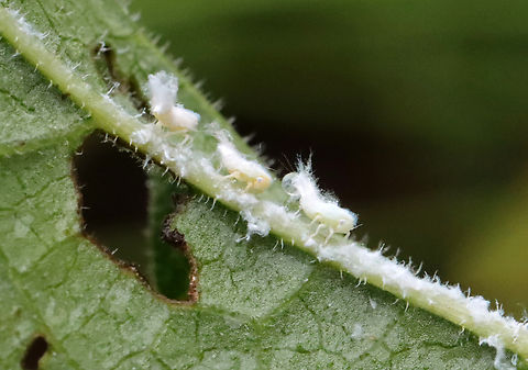 Woolly Aphids - Subfamily Eriosomatinae These cuties were approximately 3-5mm in length. They cover themselves with waxy filaments, which give them a fluffy appearance, hence their common name.  The waxy filaments serve two purposes - to deter predators and reduce friction. 

Woolly aphids are plant pests. As they feed, they inject saliva into their host plant which helps them digest the sap. This predigested sap is then sucked up by the aphid. They will feed on leaves, buds, twigs, and bark and can cause curled leaves, yellowed foliage, and poor plant growth. In addition, they secrete a sticky waste product called honeydew. A coating of honeydew can often be found on and beneath infested trees. As a result, sooty mold fungus will sometimes grow on the honeydew. The aphid on the right in this photo has a bubble of honeydew coming out of its rear.

Habitat: Garden
https://www.jungledragon.com/image/130399/woolly_aphids_-_subfamily_eriosomatinae.html Eriosomatinae,Geotagged,Summer,United States,aphids,woolly aphids