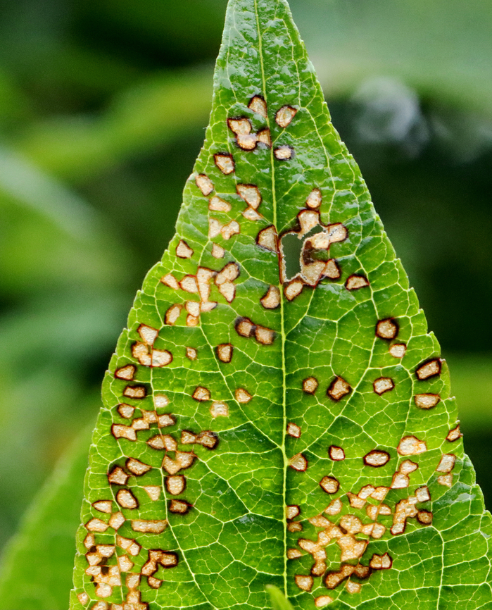 Leaf with Feeding Damage There were a lot of aphids on this plant, so maybe they caused the damage, but I&#039;m not sure.<br />
<br />
Habitat: Garden Geotagged,Summer,United States,signs of wildlife