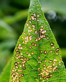 Leaf with Feeding Damage There were a lot of aphids on this plant, so maybe they caused the damage, but I'm not sure.

Habitat: Garden Geotagged,Summer,United States,signs of wildlife