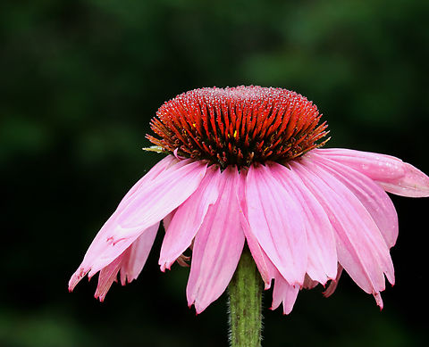 Coneflower - Echinacea purpurea Habitat: Garden Echinacea,Echinacea purpurea,Geotagged,Purple Coneflower,Summer,United States,coneflower