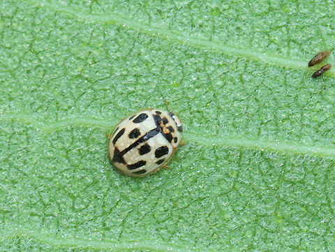14-spotted Ladybird - Propylea quatuordecimpunctata Tan elytra with black rectangular spots. Elytra are supposed to have 14 spots, some of which may be fused near the midline. This one only seems to have 12, so perhaps my ID is incorrect?

Habitat: Garden Fourteen spotted Ladybird,Geotagged,Propylea,Propylea quatuordecimpunctata,Summer,United States,beetle,ladybird beetle