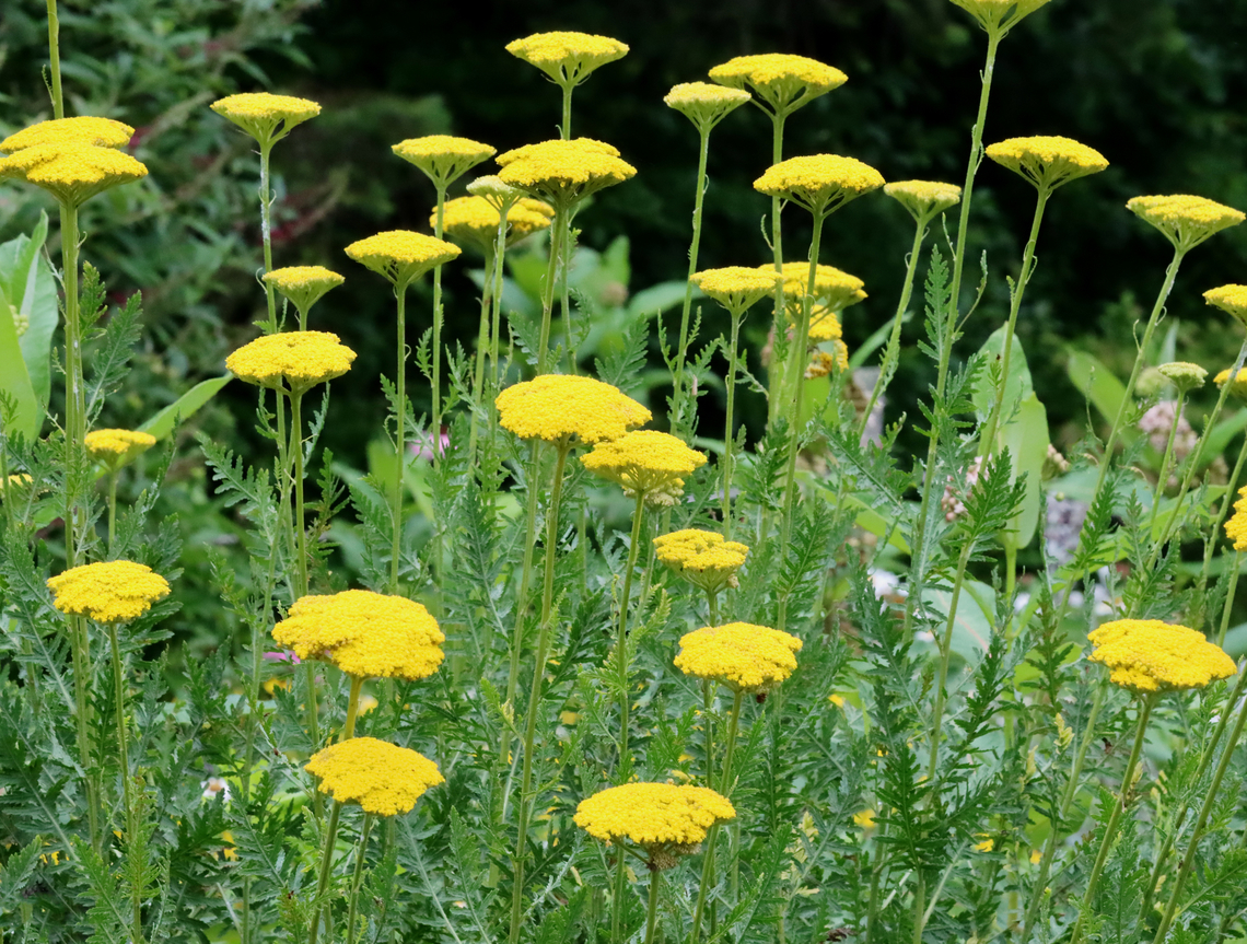 Fernleaf Yarrow - Achillea filipendulina Habitat: Garden Achillea,Achillea filipendulina,Geotagged,Summer,United States,fernleaf yarrow,yarrow