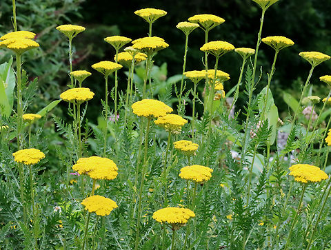 Fernleaf Yarrow - Achillea filipendulina Habitat: Garden Achillea,Achillea filipendulina,Geotagged,Summer,United States,fernleaf yarrow,yarrow