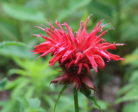 Scarlet Beebalm - Monarda didyma Garden: Garden Geotagged,Monarda,Monarda didyma,Scarlet beebalm,Summer,United States,beebalm