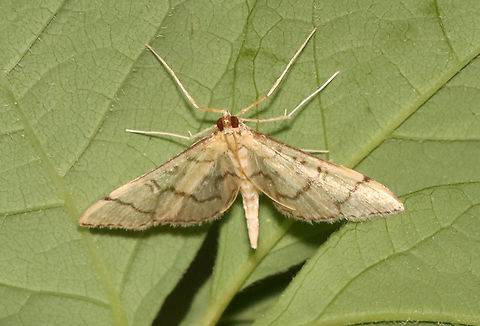 Hollow-spotted Blepharomastix - Blepharomastix ranalis Habitat: Mixed forest Blepharomastix,Blepharomastix ranalis,Geotagged,Hollow-spotted Blepharomastix Moth,Summer,United States,moth