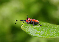 Red Milkweed Beetle - Tetraopes tetrophthalmus Nearly everytime I see these beetles, they are mating. But, I think that this individual was just waking up and was having breakfast. Mating was next, I am sure.<br />
<br />
Habitat: Milkweed in a meadow<br />
https://www.jungledragon.com/image/130493/red_milkweed_beetle_-_tetraopes_tetrophthalmus.html Geotagged,Red milkweed beetle,Summer,Tetraopes tetrophthalmus,United States