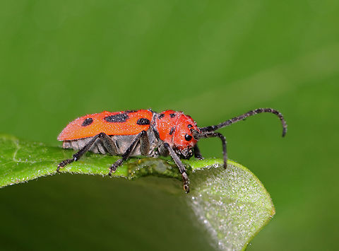 Red Milkweed Beetle - Tetraopes tetrophthalmus Nearly everytime I see these beetles, they are mating. But, I think that this individual was just waking up and was having breakfast. Mating was next, I am sure.

Habitat: Milkweed in a meadow
https://www.jungledragon.com/image/130492/red_milkweed_beetle_-_tetraopes_tetrophthalmus.html Geotagged,Red milkweed beetle,Summer,Tetraopes,Tetraopes tetrophthalmus,United States,beetle,milkweed beetle,red beetle