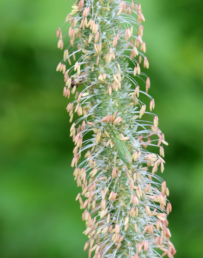 Grass Bug - Megaloceroea recticornis Habitat: On Phleum sp. (Timothy grass); meadow Geotagged,Megaloceroea,Megaloceroea recticornis,Summer,United States,grass bug,hemiptera,miridae