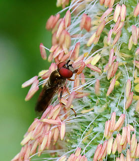 Margined Calligrapher - Toxomerus marginatus I didn't add the species ID because I am re-thinking it. This individual was quite dark and is similar to Eupeodes sp. and Melanostoma mellinum, in addition to Toxomerus marginatus. I still favor Toxomerus marginatus as the ID, but am not sure at this point.

Habitat: Meadow Geotagged,Margined Calligrapher,Summer,Toxomerus,Toxomerus marginatus,United States,diptera,fly,hoverfly