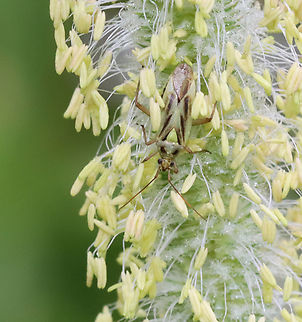 Two-spotted Grass Bug - Stenotus binotatus Habitat: Hiding out in the grass; meadow Geotagged,Stenotus,Stenotus binotatus,Summer,Two-spotted Grass Bug,United States,bug,grass bug,hemiptera,miridae