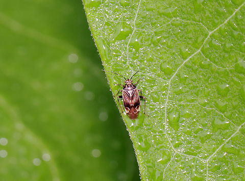 Tarnished Plant Bug - Lygus lineolaris Mostly brown plant bug with various lighter markings, the most notable of which is the Y-shape on the scutellum. This is a very common plant bug in the US and it is a crop pest.

Habitat: Meadow Geotagged,Lygus,Lygus lineolaris,Summer,Tarnished plant bug,United States,bug,hemiptera,plant bug