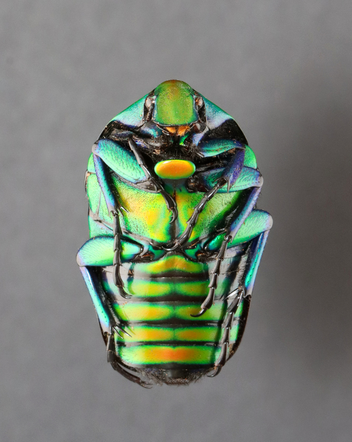 Beetle - Torynorrhina flammea *specimen<br />
<br />
This species can be red, blue, or green<br />
<figure class="photo"><a href="https://www.jungledragon.com/image/130613/beetle_-_torynorrhina_flammea.html" title="Beetle - Torynorrhina flammea"><img src="https://s3.amazonaws.com/media.jungledragon.com/images/3232/130613_thumb.jpg?AWSAccessKeyId=05GMT0V3GWVNE7GGM1R2&Expires=1759968010&Signature=856uId3GpNHDPt3agD6aeE326lA%3D" width="120" height="152" alt="Beetle - Torynorrhina flammea *specimen<br />
<br />
This species can be red, blue, or green<br />
https://www.jungledragon.com/image/130613/beetle_-_torynorrhina_flammea.html<br />
https://www.jungledragon.com/image/130612/beetle_-_torynorrhina_flammea.html<br />
https://www.jungledragon.com/image/130611/beetle_-_torynorrhina_flammea.html Geotagged,Torynorrhina,Torynorrhina flammea,United States,Winter,beetle" /></a></figure><br />
<figure class="photo"><a href="https://www.jungledragon.com/image/130612/beetle_-_torynorrhina_flammea.html" title="Beetle - Torynorrhina flammea"><img src="https://s3.amazonaws.com/media.jungledragon.com/images/3232/130612_thumb.jpg?AWSAccessKeyId=05GMT0V3GWVNE7GGM1R2&Expires=1759968010&Signature=Bz%2Bogr5AWoU3urcxvKoIvhl%2B5xg%3D" width="126" height="152" alt="Beetle - Torynorrhina flammea *specimen<br />
<br />
This species can be red, blue, or green<br />
https://www.jungledragon.com/image/130613/beetle_-_torynorrhina_flammea.html<br />
https://www.jungledragon.com/image/130612/beetle_-_torynorrhina_flammea.html<br />
https://www.jungledragon.com/image/130611/beetle_-_torynorrhina_flammea.html Geotagged,Torynorrhina flammea,United States,Winter" /></a></figure><br />
<figure class="photo"><a href="https://www.jungledragon.com/image/130611/beetle_-_torynorrhina_flammea.html" title="Beetle - Torynorrhina flammea"><img src="https://s3.amazonaws.com/media.jungledragon.com/images/3232/130611_thumb.jpg?AWSAccessKeyId=05GMT0V3GWVNE7GGM1R2&Expires=1759968010&Signature=nHyZLgKJiaQJQhWVVblSNJIVmys%3D" width="122" height="152" alt="Beetle - Torynorrhina flammea *specimen<br />
<br />
This species can be red, blue, or green<br />
https://www.jungledragon.com/image/130613/beetle_-_torynorrhina_flammea.html<br />
https://www.jungledragon.com/image/130612/beetle_-_torynorrhina_flammea.html<br />
https://www.jungledragon.com/image/130611/beetle_-_torynorrhina_flammea.html Geotagged,Torynorrhina flammea,United States,Winter" /></a></figure> Geotagged,Torynorrhina flammea,United States,Winter