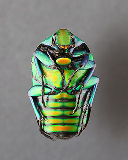 Beetle - Torynorrhina flammea *specimen

This species can be red, blue, or green
https://www.jungledragon.com/image/130613/beetle_-_torynorrhina_flammea.html
https://www.jungledragon.com/image/130612/beetle_-_torynorrhina_flammea.html
https://www.jungledragon.com/image/130611/beetle_-_torynorrhina_flammea.html Geotagged,Torynorrhina flammea,United States,Winter