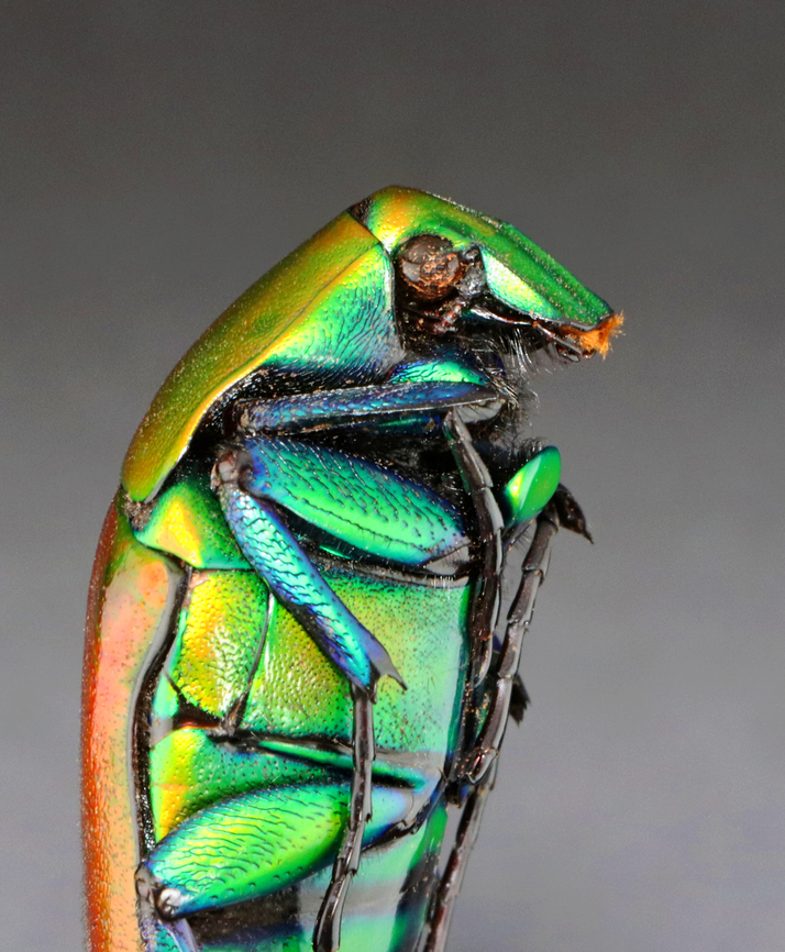 Beetle - Torynorrhina flammea *specimen<br />
<br />
This species can be red, blue, or green<br />
<figure class="photo"><a href="https://www.jungledragon.com/image/130613/beetle_-_torynorrhina_flammea.html" title="Beetle - Torynorrhina flammea"><img src="https://s3.amazonaws.com/media.jungledragon.com/images/3232/130613_thumb.jpg?AWSAccessKeyId=05GMT0V3GWVNE7GGM1R2&Expires=1769040010&Signature=ruG4%2FmJpZP0cRjZZEcgM8nsMRlo%3D" width="120" height="152" alt="Beetle - Torynorrhina flammea *specimen<br />
<br />
This species can be red, blue, or green<br />
https://www.jungledragon.com/image/130613/beetle_-_torynorrhina_flammea.html<br />
https://www.jungledragon.com/image/130612/beetle_-_torynorrhina_flammea.html<br />
https://www.jungledragon.com/image/130611/beetle_-_torynorrhina_flammea.html Geotagged,Torynorrhina,Torynorrhina flammea,United States,Winter,beetle" /></a></figure><br />
<figure class="photo"><a href="https://www.jungledragon.com/image/130612/beetle_-_torynorrhina_flammea.html" title="Beetle - Torynorrhina flammea"><img src="https://s3.amazonaws.com/media.jungledragon.com/images/3232/130612_thumb.jpg?AWSAccessKeyId=05GMT0V3GWVNE7GGM1R2&Expires=1769040010&Signature=M3bjWVTFgHOb6bV3qlFHeo%2F2r6E%3D" width="126" height="152" alt="Beetle - Torynorrhina flammea *specimen<br />
<br />
This species can be red, blue, or green<br />
https://www.jungledragon.com/image/130613/beetle_-_torynorrhina_flammea.html<br />
https://www.jungledragon.com/image/130612/beetle_-_torynorrhina_flammea.html<br />
https://www.jungledragon.com/image/130611/beetle_-_torynorrhina_flammea.html Geotagged,Torynorrhina flammea,United States,Winter" /></a></figure><br />
<figure class="photo"><a href="https://www.jungledragon.com/image/130611/beetle_-_torynorrhina_flammea.html" title="Beetle - Torynorrhina flammea"><img src="https://s3.amazonaws.com/media.jungledragon.com/images/3232/130611_thumb.jpg?AWSAccessKeyId=05GMT0V3GWVNE7GGM1R2&Expires=1769040010&Signature=PHs57Juf4fif%2BKOkqg4rOWAKYhk%3D" width="122" height="152" alt="Beetle - Torynorrhina flammea *specimen<br />
<br />
This species can be red, blue, or green<br />
https://www.jungledragon.com/image/130613/beetle_-_torynorrhina_flammea.html<br />
https://www.jungledragon.com/image/130612/beetle_-_torynorrhina_flammea.html<br />
https://www.jungledragon.com/image/130611/beetle_-_torynorrhina_flammea.html Geotagged,Torynorrhina flammea,United States,Winter" /></a></figure> Geotagged,Torynorrhina flammea,United States,Winter