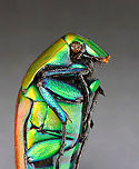 Beetle - Torynorrhina flammea *specimen<br />
<br />
This species can be red, blue, or green<br />
https://www.jungledragon.com/image/130613/beetle_-_torynorrhina_flammea.html<br />
https://www.jungledragon.com/image/130612/beetle_-_torynorrhina_flammea.html<br />
https://www.jungledragon.com/image/130611/beetle_-_torynorrhina_flammea.html Geotagged,Torynorrhina flammea,United States,Winter