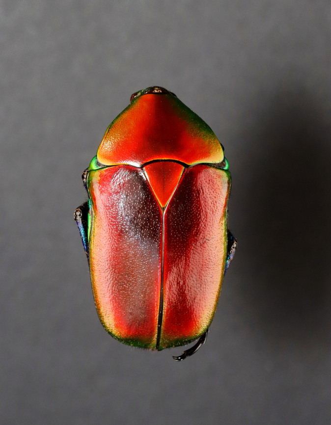 Beetle - Torynorrhina flammea *specimen<br />
<br />
This species can be red, blue, or green<br />
<figure class="photo"><a href="https://www.jungledragon.com/image/130613/beetle_-_torynorrhina_flammea.html" title="Beetle - Torynorrhina flammea"><img src="https://s3.amazonaws.com/media.jungledragon.com/images/3232/130613_thumb.jpg?AWSAccessKeyId=05GMT0V3GWVNE7GGM1R2&Expires=1759968010&Signature=856uId3GpNHDPt3agD6aeE326lA%3D" width="120" height="152" alt="Beetle - Torynorrhina flammea *specimen<br />
<br />
This species can be red, blue, or green<br />
https://www.jungledragon.com/image/130613/beetle_-_torynorrhina_flammea.html<br />
https://www.jungledragon.com/image/130612/beetle_-_torynorrhina_flammea.html<br />
https://www.jungledragon.com/image/130611/beetle_-_torynorrhina_flammea.html Geotagged,Torynorrhina,Torynorrhina flammea,United States,Winter,beetle" /></a></figure><br />
<figure class="photo"><a href="https://www.jungledragon.com/image/130612/beetle_-_torynorrhina_flammea.html" title="Beetle - Torynorrhina flammea"><img src="https://s3.amazonaws.com/media.jungledragon.com/images/3232/130612_thumb.jpg?AWSAccessKeyId=05GMT0V3GWVNE7GGM1R2&Expires=1759968010&Signature=Bz%2Bogr5AWoU3urcxvKoIvhl%2B5xg%3D" width="126" height="152" alt="Beetle - Torynorrhina flammea *specimen<br />
<br />
This species can be red, blue, or green<br />
https://www.jungledragon.com/image/130613/beetle_-_torynorrhina_flammea.html<br />
https://www.jungledragon.com/image/130612/beetle_-_torynorrhina_flammea.html<br />
https://www.jungledragon.com/image/130611/beetle_-_torynorrhina_flammea.html Geotagged,Torynorrhina flammea,United States,Winter" /></a></figure><br />
<figure class="photo"><a href="https://www.jungledragon.com/image/130611/beetle_-_torynorrhina_flammea.html" title="Beetle - Torynorrhina flammea"><img src="https://s3.amazonaws.com/media.jungledragon.com/images/3232/130611_thumb.jpg?AWSAccessKeyId=05GMT0V3GWVNE7GGM1R2&Expires=1759968010&Signature=nHyZLgKJiaQJQhWVVblSNJIVmys%3D" width="122" height="152" alt="Beetle - Torynorrhina flammea *specimen<br />
<br />
This species can be red, blue, or green<br />
https://www.jungledragon.com/image/130613/beetle_-_torynorrhina_flammea.html<br />
https://www.jungledragon.com/image/130612/beetle_-_torynorrhina_flammea.html<br />
https://www.jungledragon.com/image/130611/beetle_-_torynorrhina_flammea.html Geotagged,Torynorrhina flammea,United States,Winter" /></a></figure> Geotagged,Torynorrhina,Torynorrhina flammea,United States,Winter,beetle