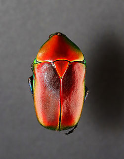 Beetle - Torynorrhina flammea *specimen

This species can be red, blue, or green
https://www.jungledragon.com/image/130613/beetle_-_torynorrhina_flammea.html
https://www.jungledragon.com/image/130612/beetle_-_torynorrhina_flammea.html
https://www.jungledragon.com/image/130611/beetle_-_torynorrhina_flammea.html Geotagged,Torynorrhina,Torynorrhina flammea,United States,Winter,beetle