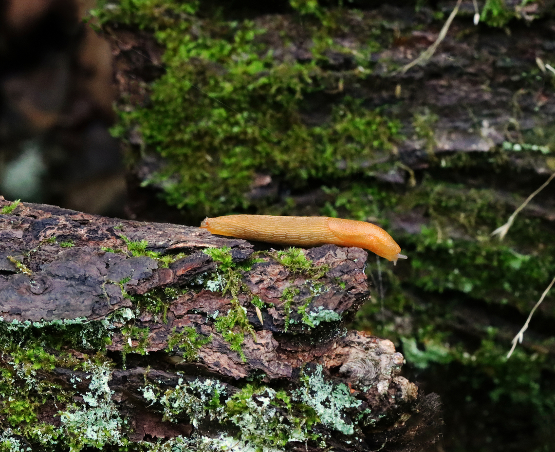 Dusky Arion - Arion subfuscus AKA: Poor Man&#039;s Peaches and Escargot Sans Coquille<br />
<br />
Habitat: Deciduous forest Arion,Arion fuscus,Dusky Arion,Geotagged,Summer,United States,slug