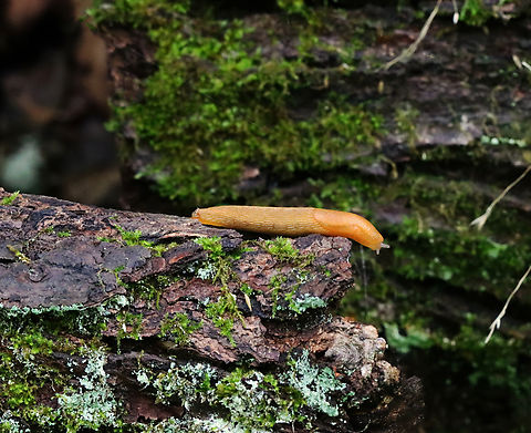 Dusky Arion - Arion subfuscus AKA: Poor Man's Peaches and Escargot Sans Coquille

Habitat: Deciduous forest Arion,Arion fuscus,Dusky Arion,Geotagged,Summer,United States,slug