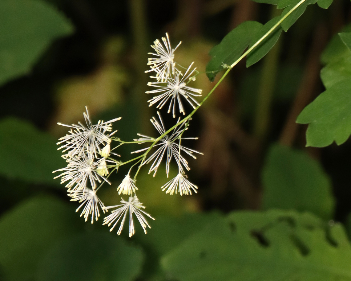 King of the Meadow - Thalictrum pubescens Habitat: Swampy forest Geotagged,Summer,Thalictrum,Thalictrum pubescens,United States,king of the meadow,tall meadow rue