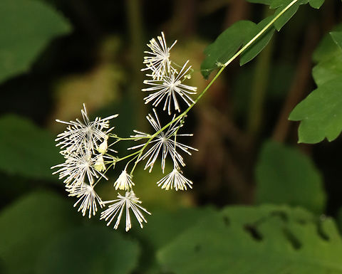 King of the Meadow - Thalictrum pubescens Habitat: Swampy forest Geotagged,Summer,Thalictrum,Thalictrum pubescens,United States,king of the meadow,tall meadow rue