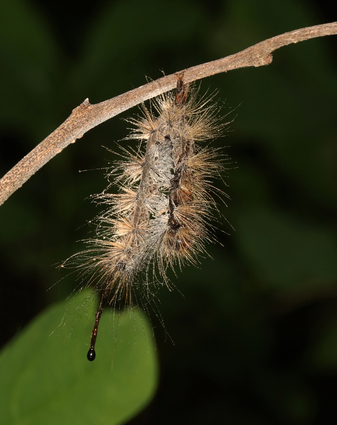 Orgyia leucostigma Nuclear Polyhedrosis Virus (Orgyia leucostigma NPV/OrleNPV) *Tentative ID<br />
<br />
Habitat: Infecting an Orgyia leucostigma caterpillar; Mixed, swampy forest Geotagged,NPV,Nuclear Polyhedrosis Virus,Orgyia leucostigma,Orgyia leucostigma Nucleopolyhedrovirus,OrleNPV,Summer,United States,caterpillar,infected caterpillar,orgyia,virus