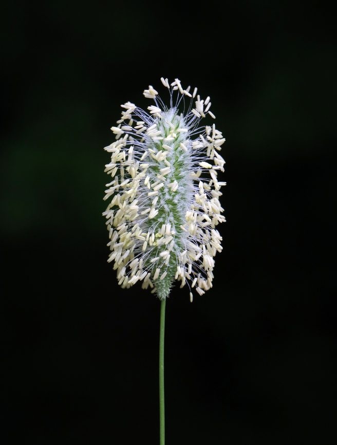 Meadow Cat's Tail - Phleum pratense My photo looks so different from Ori&#039;s that I am not sure my ID is correct.  So, it&#039;s tentative for now.<br />
<br />
Habitat: Meadow Geotagged,Phleum,Phleum pratense,Summer,Timothy grass,United States,grass,meadow cat's tail