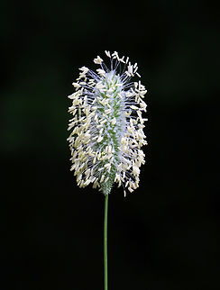 Meadow Cat's Tail - Phleum pratense My photo looks so different from Ori's that I am not sure my ID is correct.  So, it's tentative for now.

Habitat: Meadow Geotagged,Phleum,Phleum pratense,Summer,Timothy grass,United States,grass,meadow cat's tail