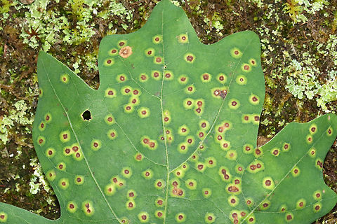 Galls - Neuroterus tantulus Habitat: Oak (Quercus sp.); mixed forest Geotagged,Neuroterus,Neuroterus tantulus,Quercus,Summer,United States,galls,oak,oak galls