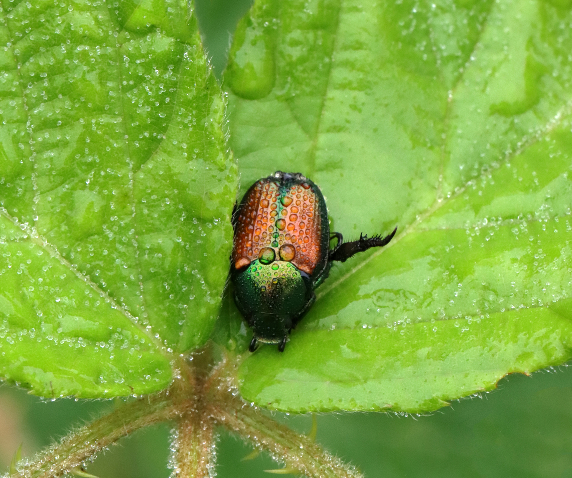 Japanese Beetle - Popillia japonica Habitat: Meadow Geotagged,Japanese Beetle,Popillia,Popillia japonica,Summer,United States,beetle