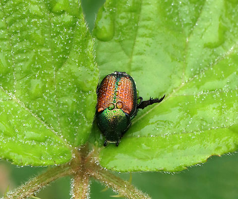 Japanese Beetle - Popillia japonica Habitat: Meadow Geotagged,Japanese Beetle,Popillia,Popillia japonica,Summer,United States,beetle