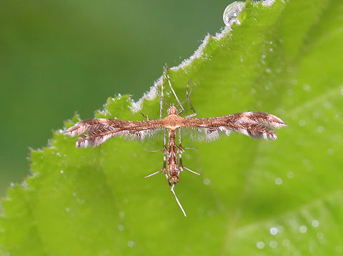 Plume Moth - Dejongia lobidactylus Habitat: Meadow Dejongia lobidactylus,Geotagged,Summer,United States,moth,plume moth