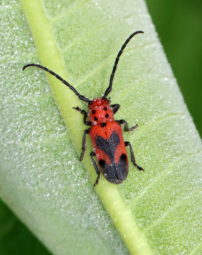 Blackened Milkweed Beetle - Tetraopes melanurus &lt;3<br />
<br />
Habitat: Meadow Geotagged,Summer,Tetraopes,Tetraopes melanurus,United States,beetle,milkweed beetle