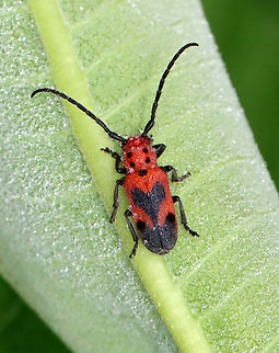 Blackened Milkweed Beetle - Tetraopes melanurus <3

Habitat: Meadow Geotagged,Summer,Tetraopes,Tetraopes melanurus,United States,beetle,milkweed beetle