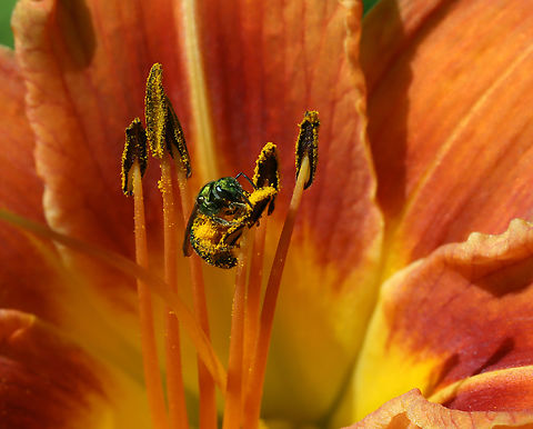 Sweat Bee - Halictidae Probably either Augochlorella aurata or Augochlora pura.

Habitat: Garden Augochlorella aurata,Geotagged,Golden Green Sweat Bee,Halictidae,Summer,United States,bee,sweat bee