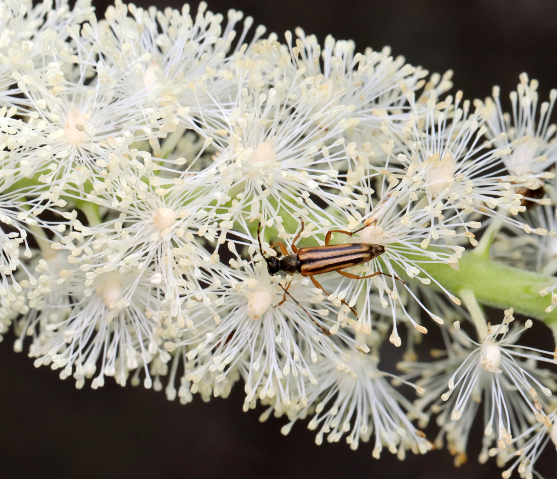 Longhorn Beetle - Analeptura lineola Habitat: Garden<br />
<figure class="photo"><a href="https://www.jungledragon.com/image/130674/longhorn_beetle_-_analeptura_lineola.html" title="Longhorn Beetle - Analeptura lineola"><img src="https://s3.amazonaws.com/media.jungledragon.com/images/3232/130674_thumb.jpg?AWSAccessKeyId=05GMT0V3GWVNE7GGM1R2&Expires=1769040010&Signature=bBLAvRBMPhkUU08K0ONXssp1tbg%3D" width="130" height="152" alt="Longhorn Beetle - Analeptura lineola Habitat: Garden<br />
https://www.jungledragon.com/image/130673/longhorn_beetle_-_analeptura_lineola.html Analeptura lineola,Geotagged,Summer,United States" /></a></figure> Analeptura,Analeptura lineola,Geotagged,Summer,United States,beetle,longhorn beetle