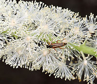 Longhorn Beetle - Analeptura lineola Habitat: Garden<br />
https://www.jungledragon.com/image/130674/longhorn_beetle_-_analeptura_lineola.html Analeptura,Analeptura lineola,Geotagged,Summer,United States,beetle,longhorn beetle