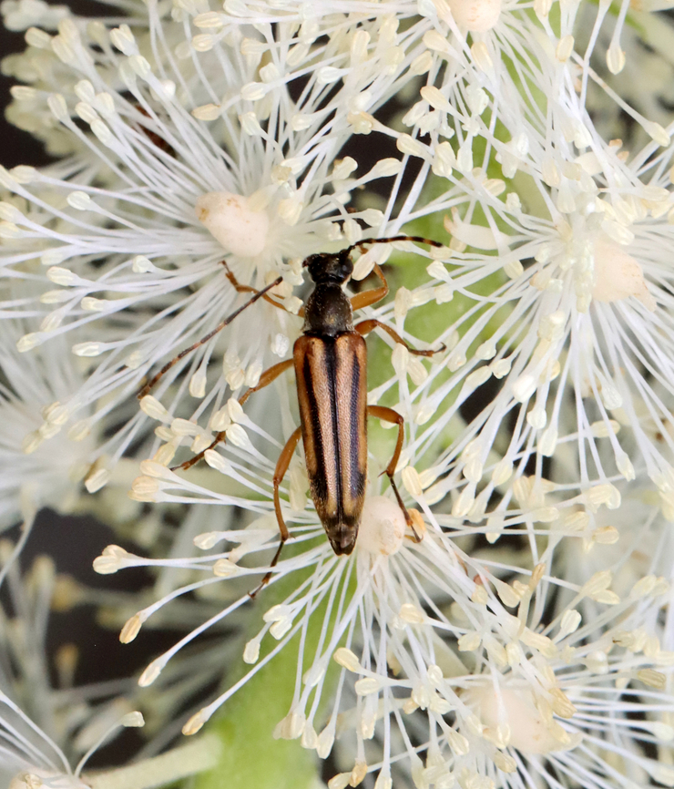Longhorn Beetle - Analeptura lineola Habitat: Garden<br />
<figure class="photo"><a href="https://www.jungledragon.com/image/130673/longhorn_beetle_-_analeptura_lineola.html" title="Longhorn Beetle - Analeptura lineola"><img src="https://s3.amazonaws.com/media.jungledragon.com/images/3232/130673_thumb.jpg?AWSAccessKeyId=05GMT0V3GWVNE7GGM1R2&Expires=1759968010&Signature=zjAAom5phv8o3GIp719PdziAnWo%3D" width="200" height="172" alt="Longhorn Beetle - Analeptura lineola Habitat: Garden<br />
https://www.jungledragon.com/image/130674/longhorn_beetle_-_analeptura_lineola.html Analeptura,Analeptura lineola,Geotagged,Summer,United States,beetle,longhorn beetle" /></a></figure> Analeptura lineola,Geotagged,Summer,United States